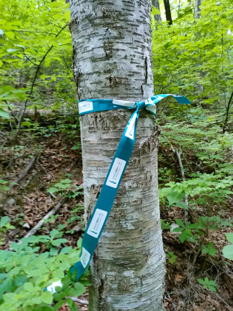 みちのく潮風トレイルのリボンの目印
