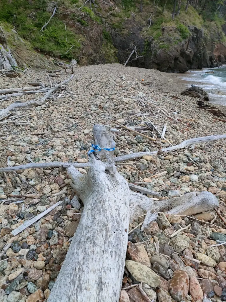 倒木にあるみちのく潮風トレイルの目印
