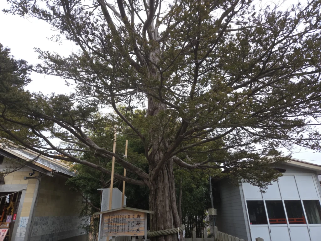 御神木のイチイの木